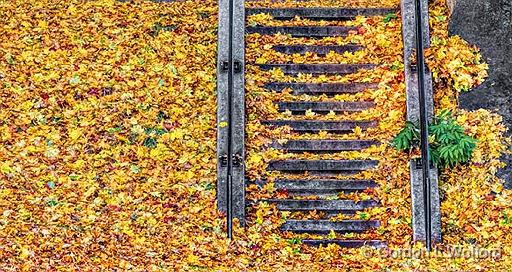 Leafy Stairs_DSCF5138.jpg - Photographed along the Rideau Canal Waterway at Smiths Falls, Ontario, Canada.